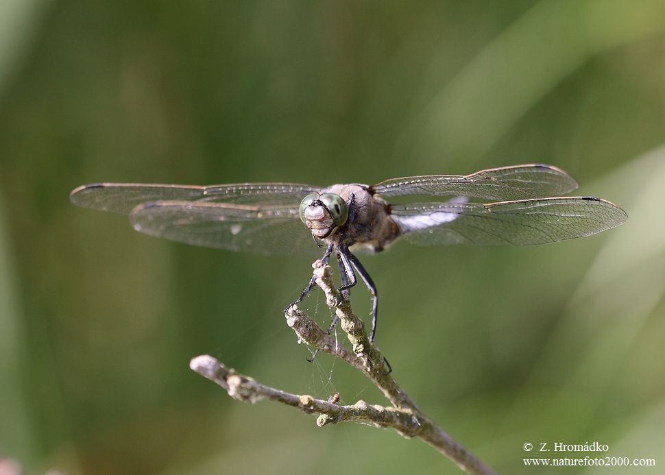 Black-tailed skimmer, Orthetrum cancellatum, Anisoptera (Dragonflies, Odonata)